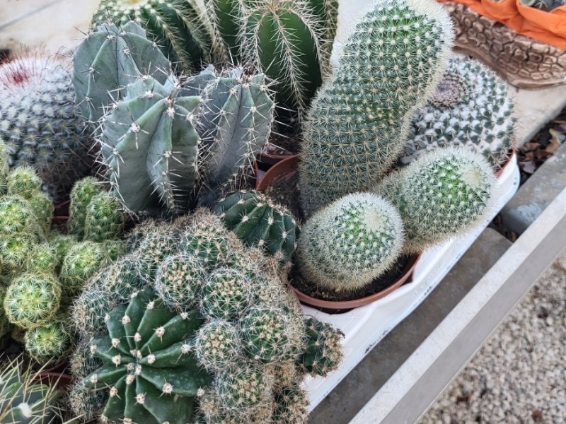 Cura e gestione irrigazione delle Piante&nbsp;grasse