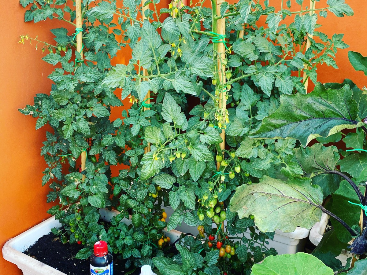 L’importanza dei sali&nbsp;minerali