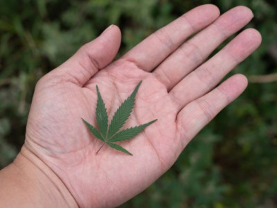 Coltivazione e nutrizione della canapa&nbsp;Legale